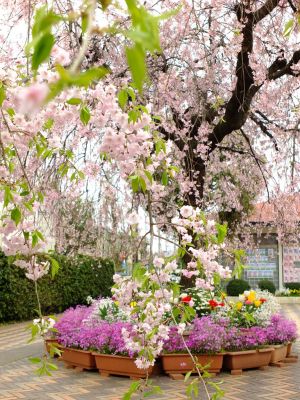 花のある街荏田近隣センター（垂れ桜）
