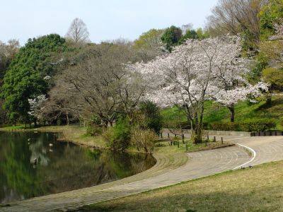 鴨池公園（染井吉野）
