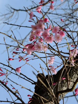 鴨池公園枝垂れ桜
