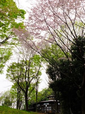 鴨池公園（ログハウス）
