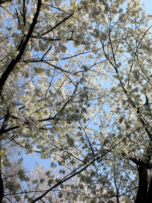 やきが丘緑地のおおしまざくら
