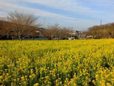 川和町駅前（菜の花畑）
