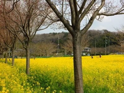 川和町駅前の菜の花畑、桜は越の彼岸
