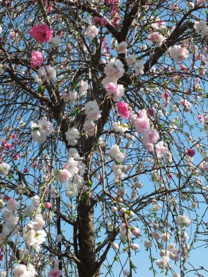 川和町駅前（はなもも）
