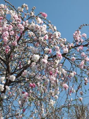 川和町駅前（はなもも）
