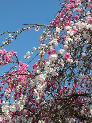 川和町駅前（はなもも）
