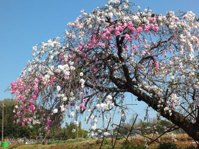 川和町駅前（はなもも）
