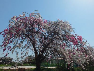 川和町駅前（はなもも）

