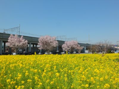 川和町駅前（菜の花＆越の彼岸）
