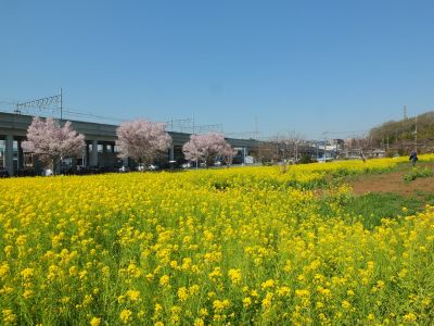川和町駅前（菜の花＆越の彼岸）
