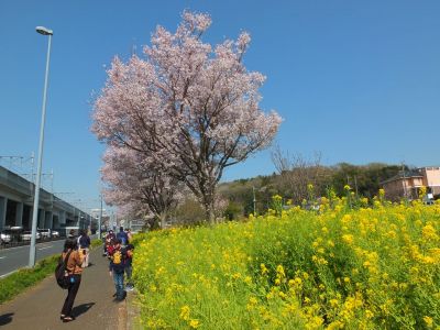 川和町駅前（菜の花＆越の彼岸）
