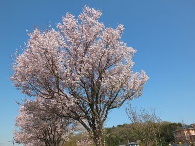 川和町駅前（越の彼岸）
