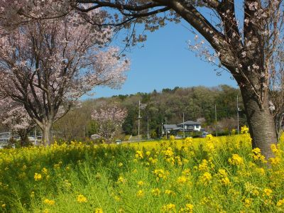 川和町駅前（菜の花＆越の彼岸）
