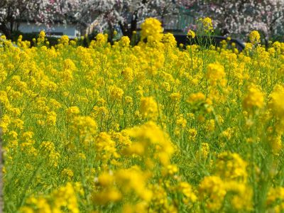 川和町駅前（菜の花）
