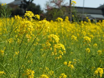 川和町駅前（菜の花）
