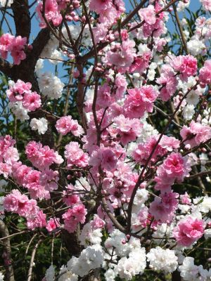 川和町駅前（はなもも）
