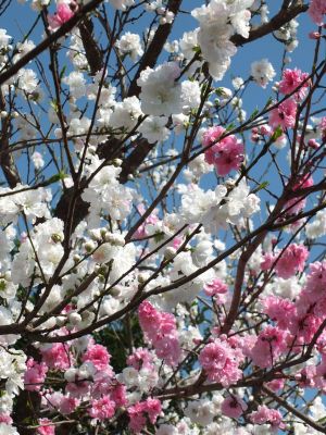 川和町駅前（はなもも）
