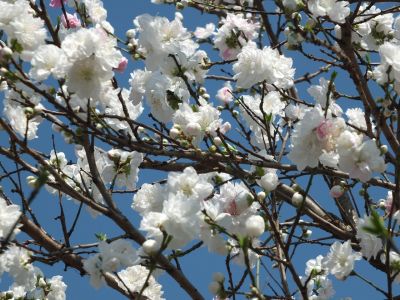 川和町駅前（はなもも）
