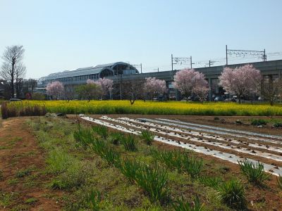川和町駅前（菜の花＆越の彼岸）
