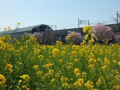 川和町駅前（菜の花＆越の彼岸）
