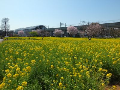 川和町駅前（菜の花＆越の彼岸）
