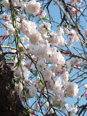 川和町駅前（はなもも）
