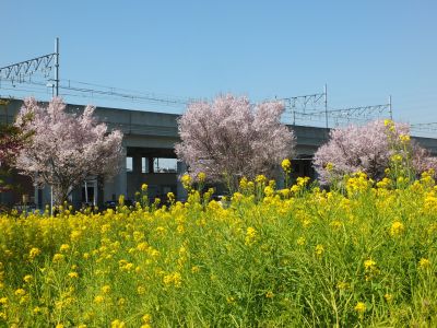 川和町駅前（菜の花＆越の彼岸）
