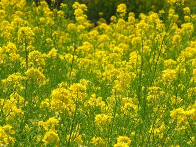 川和町駅前（菜の花）

