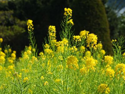 川和町駅前（菜の花）
