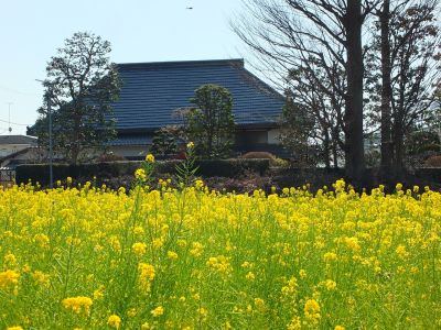 川和町駅前（菜の花）
