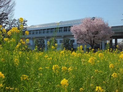 川和町駅前（菜の花＆越の彼岸）
