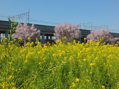 川和町駅前（菜の花＆越の彼岸）
