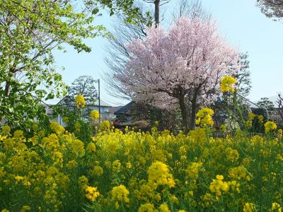 川和町駅前（菜の花＆越の彼岸）
