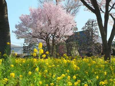 川和町駅前（菜の花＆越の彼岸）
