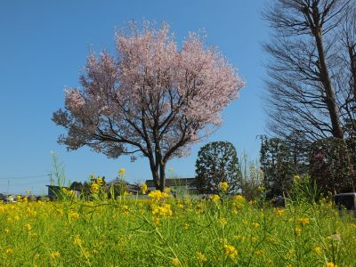 川和町駅前（菜の花＆越の彼岸）
