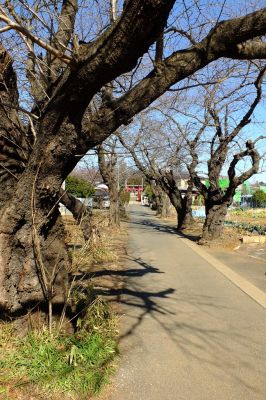 八幡神社（参道）大きな櫻の木が
