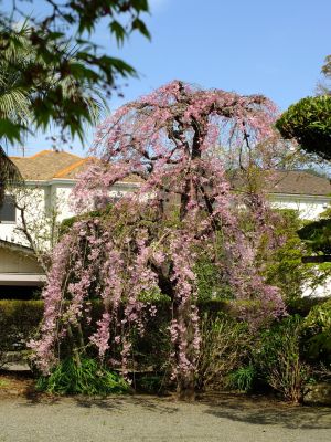 瑞雲寺の垂れ八重桜
