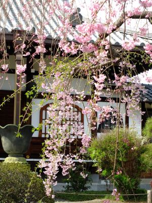 瑞雲寺の垂れ八重桜
