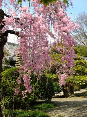 瑞雲寺の垂れ八重桜
