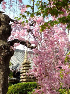 瑞雲寺の垂れ八重桜
