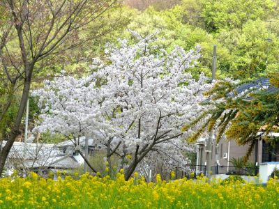 シドモア桜（ポトマック河畔の里帰り桜・・・染井吉野）
