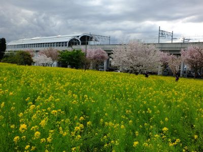 川和町駅前の菜の花畑「小松乙女」
