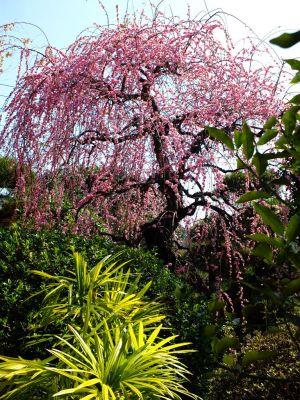 浄土宗鎮西派　岩澤山　天宗寺
