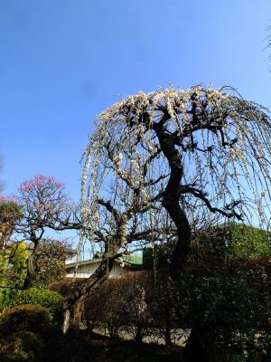 臨済宗円覚寺派　医王山　瑞雲寺
