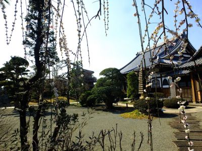 臨済宗円覚寺派　医王山　瑞雲寺
