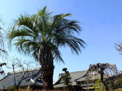 臨済宗円覚寺派　医王山　瑞雲寺
