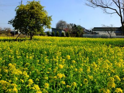 横浜市営地下鉄グリーンライン川和町駅前「菜の花畑」
