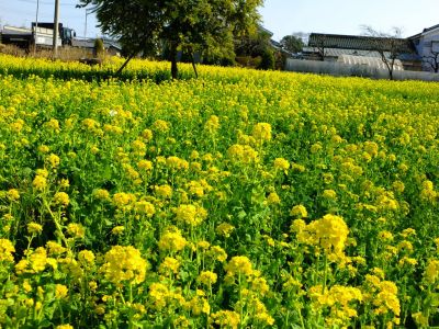横浜市営地下鉄グリーンライン川和町駅前「菜の花畑」

