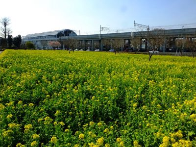 横浜市営地下鉄グリーンライン川和町駅前「菜の花畑」
