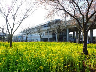 横浜市営地下鉄グリーンライン川和町駅前「菜の花畑」
